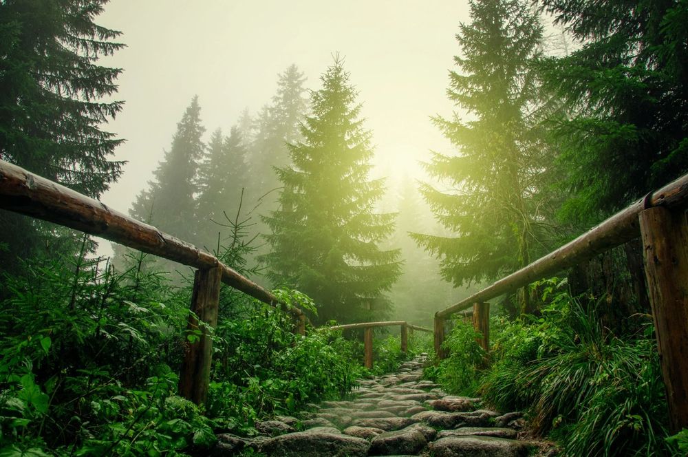 A forest path through tall pine trees